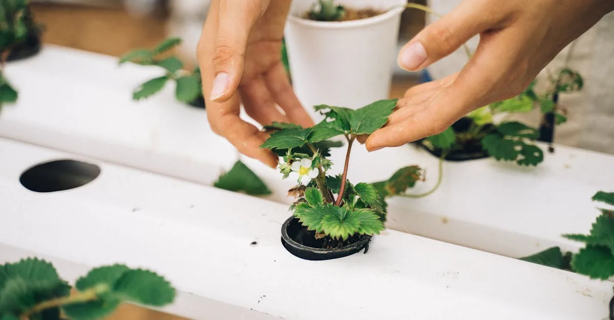 découvrez l'aquaponie, une méthode durable combinant aquaculture et culture hydroponique pour produire de la nourriture saine tout en économisant l'eau.