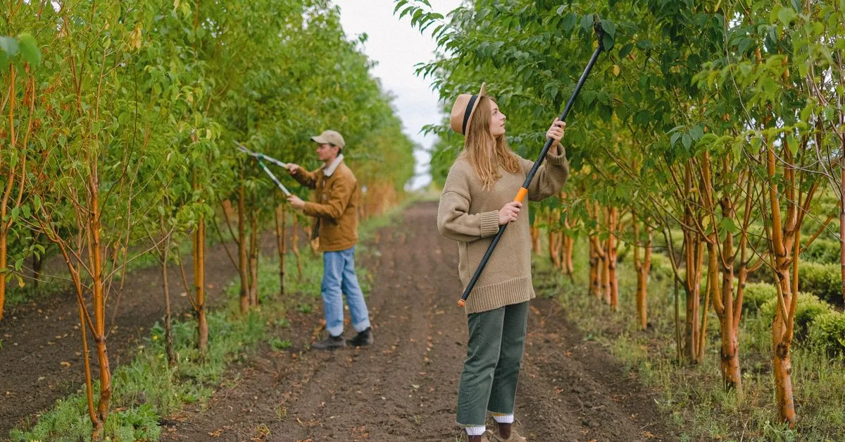 découvrez les meilleures techniques de taille pour vos plantes et arbres afin de favoriser leur croissance et leur santé.