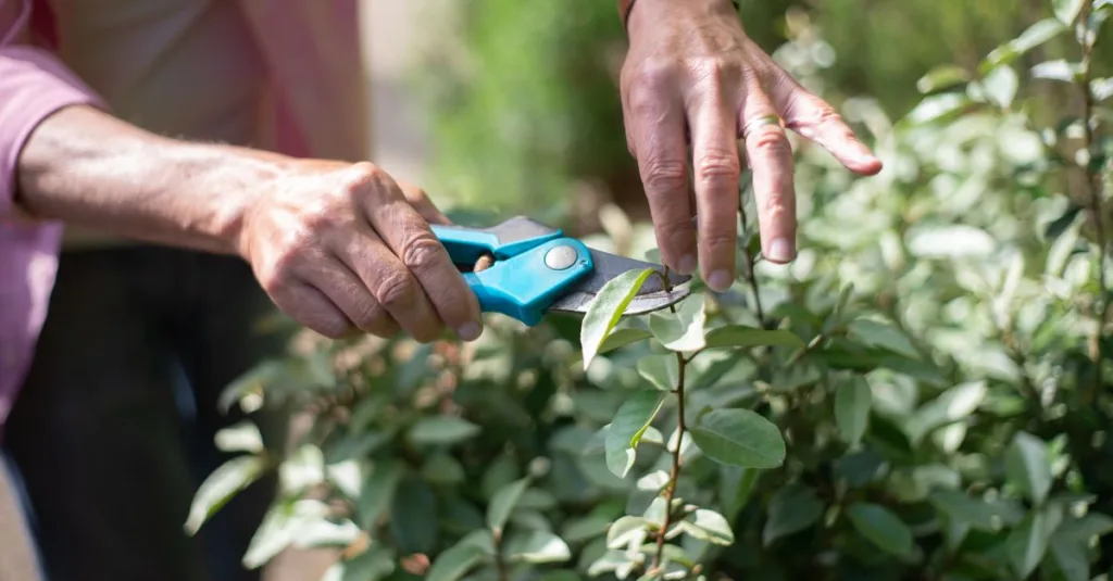 apprenez les meilleures techniques de taille pour vos arbres et arbustes afin de favoriser une croissance saine et améliorer leur esthétique.